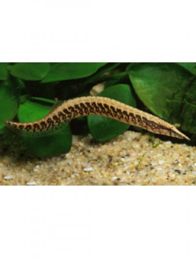 Enguia Circumcictus